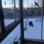 Winter garden